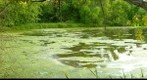 Summertime Pond