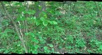 trail10_before_wooded_path