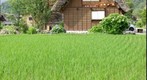 Shirakawago (Sake Shop)