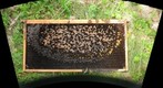 Unhealthy Honey Bee Frame