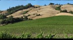 Navarro Vineyards