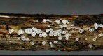 Trichopeziza leucophaea(3D) RB_Anaglyph.jpg