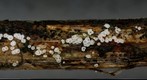 Trichopeziza leucophaea (2D, large).jpg