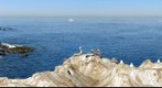 Pelicans, La Jolla Cliffs, La Jolla / San Diego, California