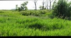 Honey Bee Research in North Dakota