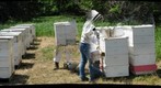 Installing Pollen Traps in Arrowwood National Wildlife Refuge