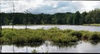 Lily Pond