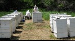 Bee Research in Arrowwood National Wildlife Refuge