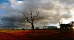 Brasilias Cerrado Tree and Buildings