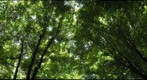 Canopy in Guyasuta Park