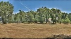 Orchard view from the lower corner