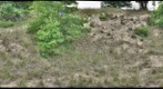 Furnessville Lyrata Plot