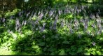 hosta 2