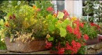 Blumen - Flowers