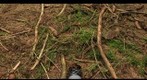 Phallus impudicus var subindusiatus Pilát (1958) #2