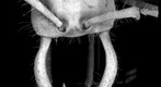 Ant head, Frontal view