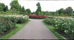 Queen Mary's Rose Garden
