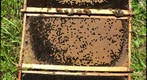 Healthy versus Unhealthy Honey Bee Hive Frames