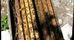 Healthy Honey Bee Colony