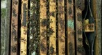 Unhealthy Honey Bee Hive