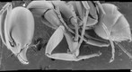 Ant