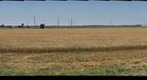 Wheat Harvest, Hays, Kansas
