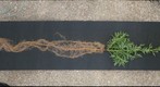 Compass Plant