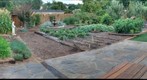 Backyard 7-15-09
