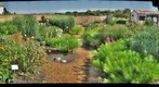 Lancaster Pollinator Garden