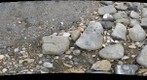 Fossil collecting at Charmouth Beach
