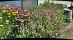 Lebanon Pollinator Garden 