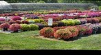 Lancaster Nursery