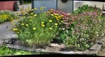 Lebanon Pollinator Garden