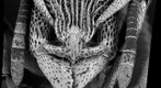 Eutetramorium mocquerysi- profile view