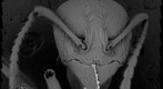Aphaenogaster occidentalis