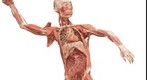 BODIES... the Exhibition - baseball player upper torso