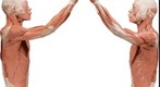 BODIES... the Exhibition - Symmetrical Specimen upper torso