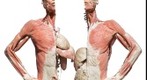 BODIES... the Exhibition - vital organs upper torso