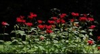 Bergamot and Hummingbirds, Vermont