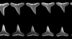 Blacktip dentition