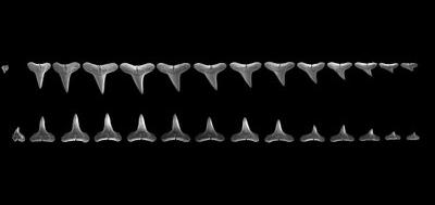 28876-400x189