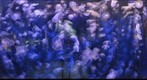 jelly fish