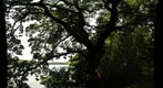 Lakeside tree