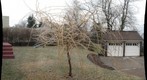 Willow Tree in ice storm