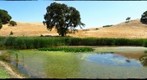 Summer Pond at Morgan Territory
