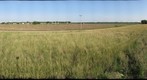 Wheatgrass Plot