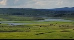 Hayden Valley, Yellowstone National Park