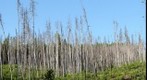 Forest Burn area on the South Side of Yellowstone Park