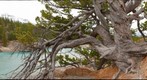 The ancient pine at Whirlpool Point