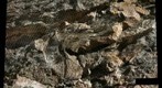 Clear Creek Canyon PUR